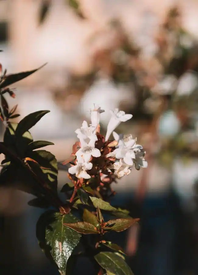 Abelia- Photo : Pexels.