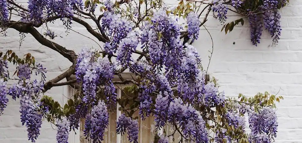 Les fleurs et plantes d'extérieur les plus faciles à entretenir et qui nécessitent peu d'arrosage