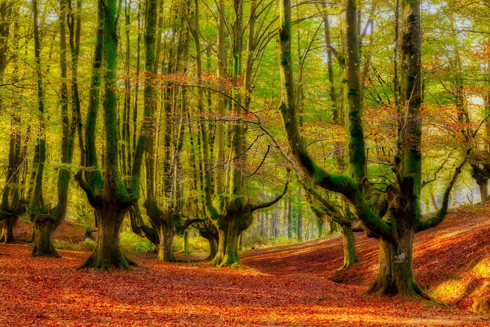 Cette forêt du Pays Basque est la plus belle d'Espagne