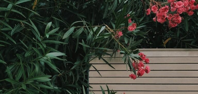 Vous ne devriez pas avoir de lauriers-roses dans votre jardin même s’ils se trouvent sur toutes les routes espagnoles