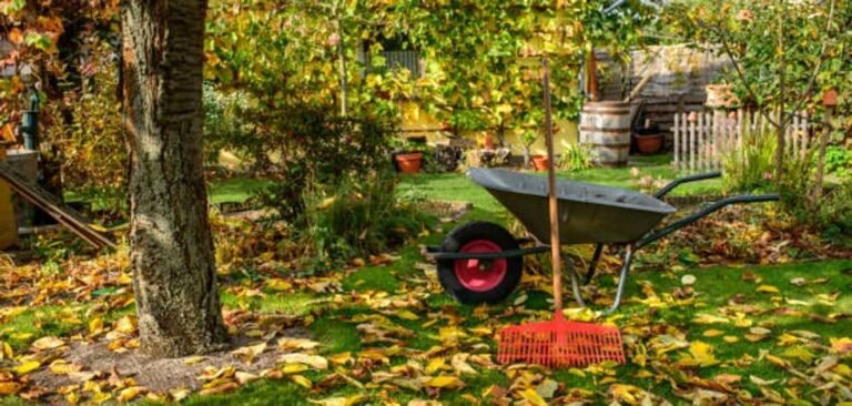 Quatre soins de base dont les plantes de votre terrasse et l’herbe du jardin ont besoin avant l’arrivée du froid