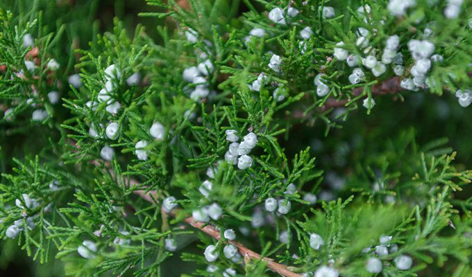 Cyprès : un regard approfondi sur l’un des ingrédients remarquables de la Quintessence de Yon-Ka