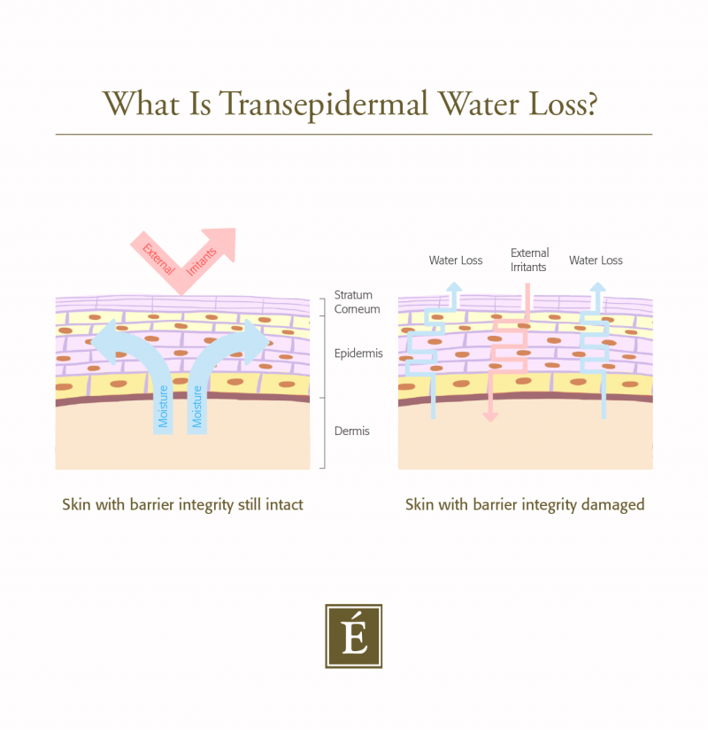 Infographie de la perte d'eau transépidermique