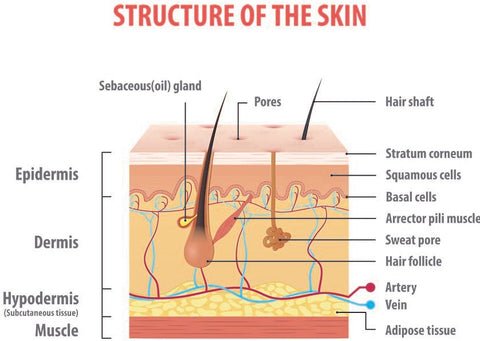 schéma de la structure de la peau humaine normale