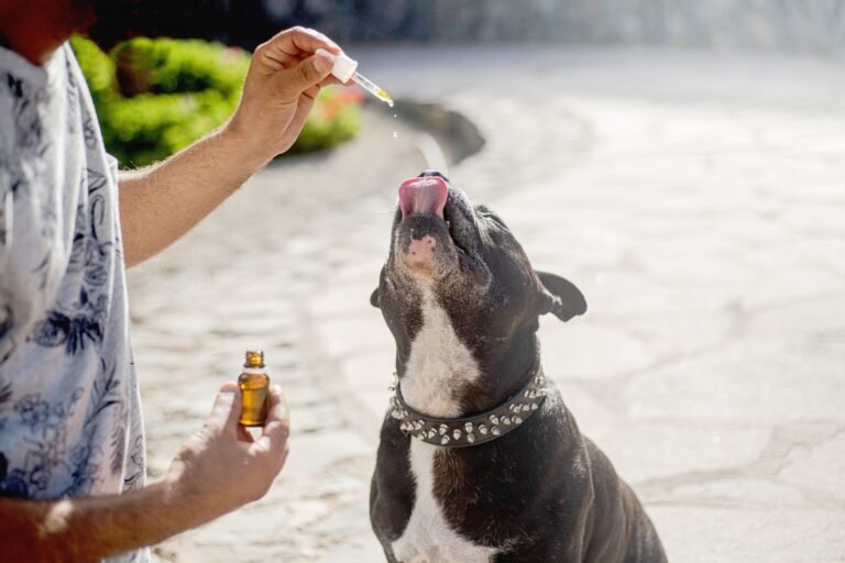 Comment le CBD peut-il contribuer au bien-être des chiens ?