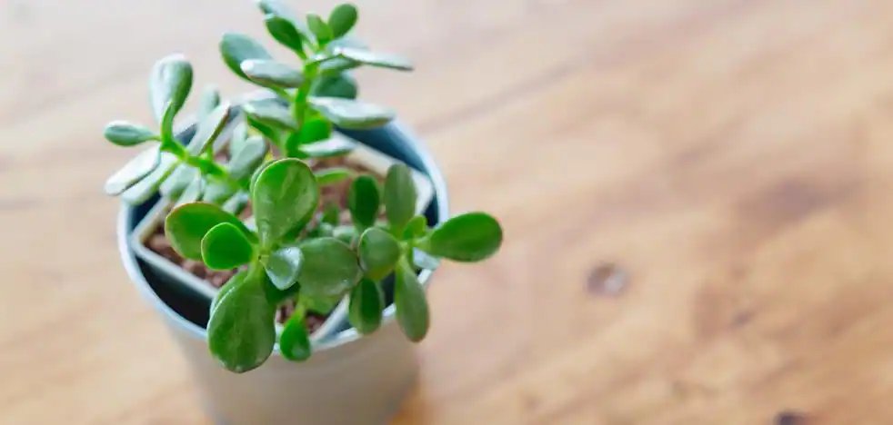 DÉCORER AVEC DES PLANTES : Les zones de la maison où vous devez placer la plante de jade