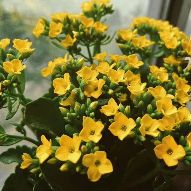 De quels soins les kalanchoes ont-ils besoin ?