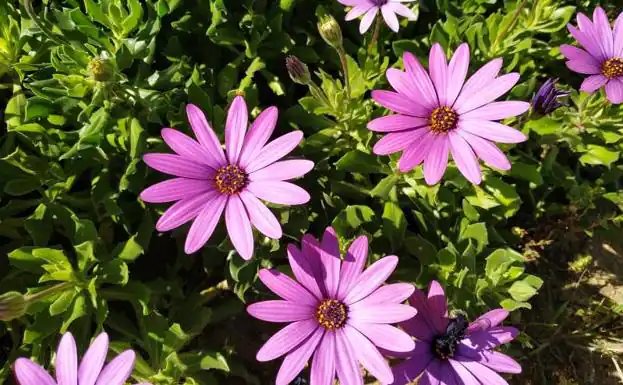 Marguerite africaine ou dimorphoteca.